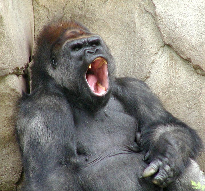 [Image: 177-gorilla-yawn-6-01.jpg]