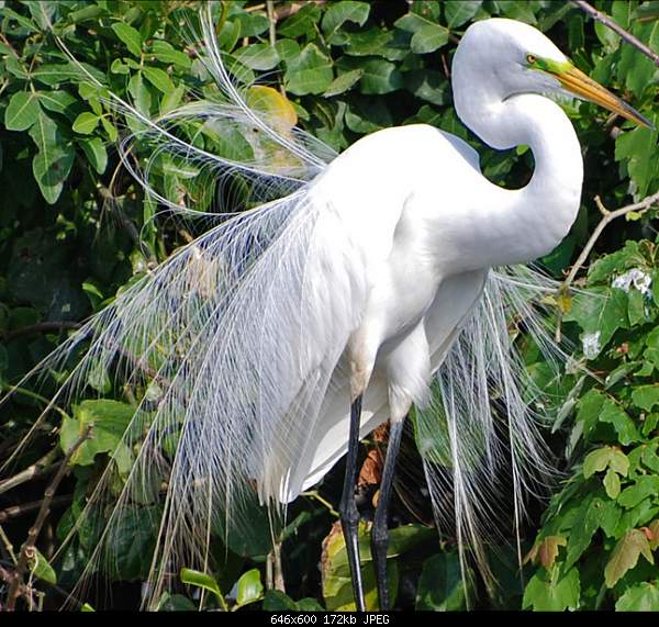 Beautiful photos from around the world.....-egret-against-trees.jpg