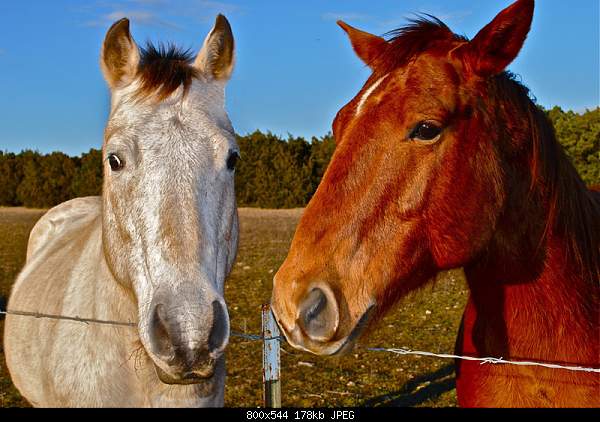 Beautiful photos from around the world.....-horses.jpg