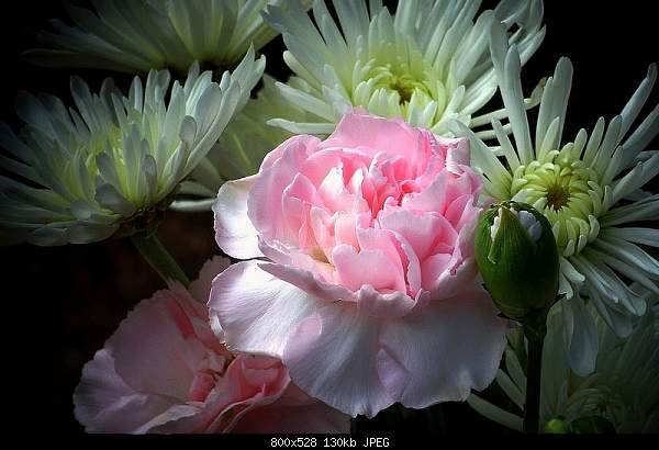 For JESUS Bible citations    Մեջբերումներ Աստվածաշնչից-pink-white-flower.jpg