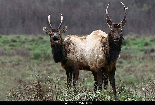 Beautiful photos from around the world.....-twin-elk.jpg