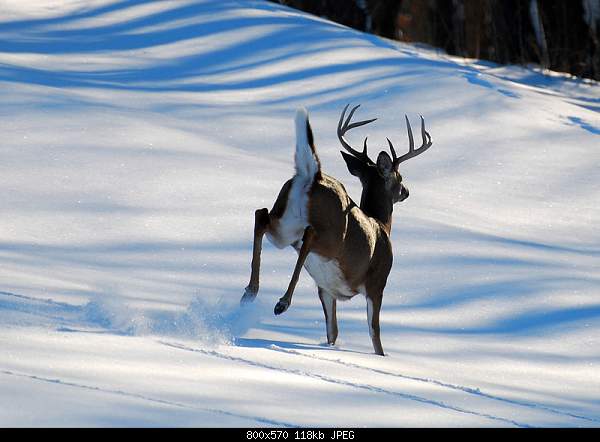 Beautiful photos from around the world.....-deer.jpg