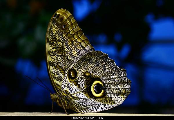 Beautiful photos from around the world.....-butterfly.jpg