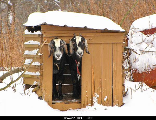 Beautiful photos from around the world.....-goats.jpg