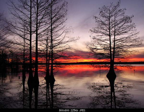 Beautiful photos from around the world.....-red-cypress.jpg