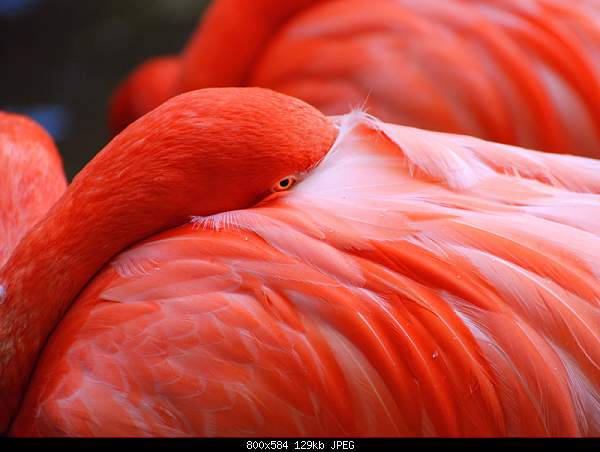 Beautiful photos from around the world.....-flamingo.jpg