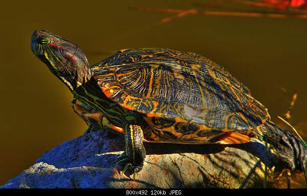 Beautiful photos from around the world.....-turtle.jpg