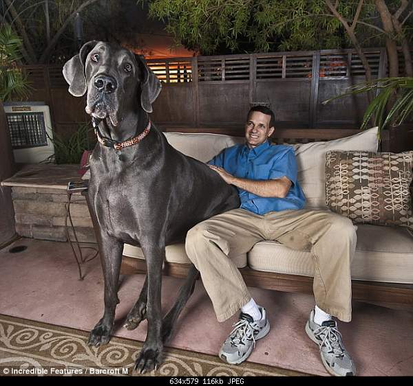 Click image for larger version

Name:	giant george.jpg‎
Views:	198
Size:	115.6 KB
ID:	14123