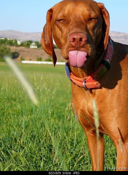 Beautiful photos from around the world.....-dog-tongue.jpg