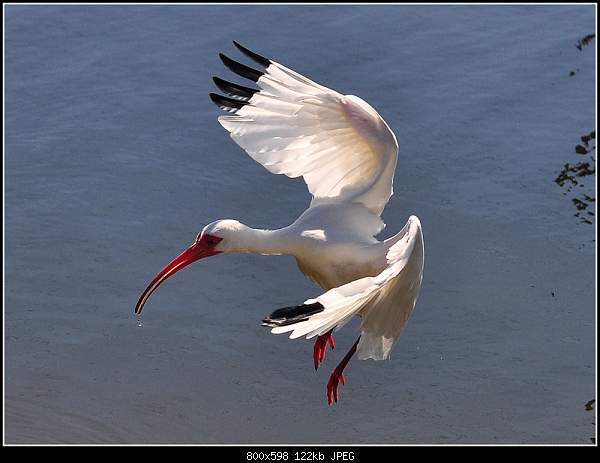 Beautiful photos from around the world.....-ibis.jpg