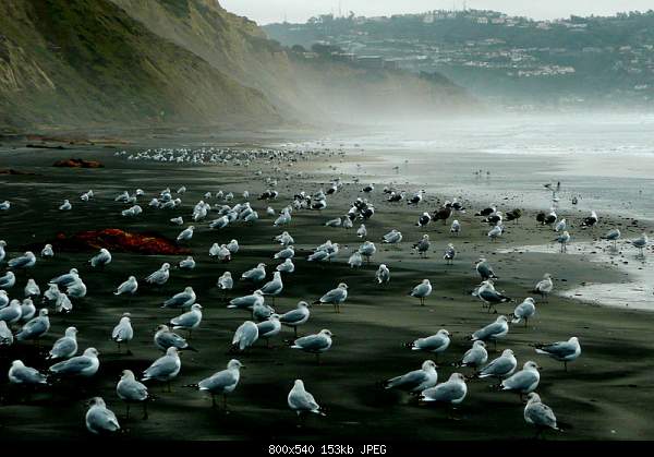 Beautiful photos from around the world.....-gulls.jpg
