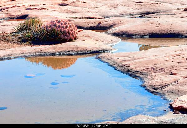 Beautiful photos from around the world.....-arizona-desert.jpg