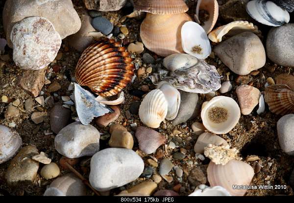 Beautiful photos from around the world.....-tortosa-spain-shells.jpg