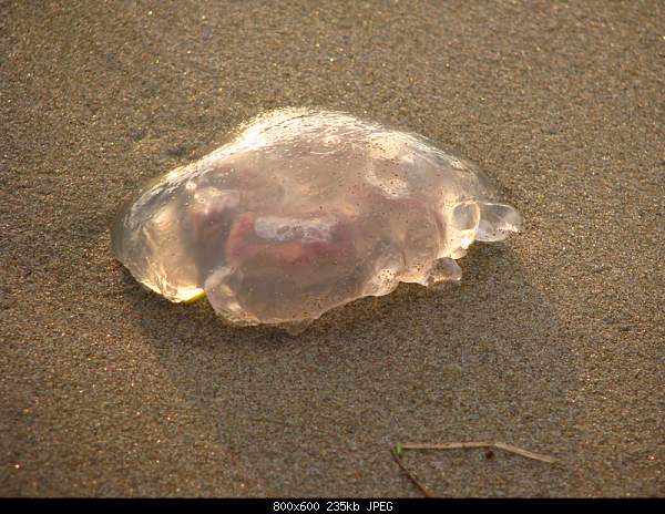 Beautiful photos from around the world.....-jellyfish.jpg