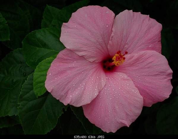 Beautiful photos from around the world.....-hibiscus.jpg