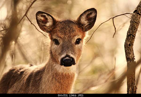Beautiful photos from around the world.....-deer.jpg