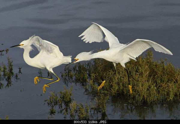 Beautiful photos from around the world.....-egrets.jpg