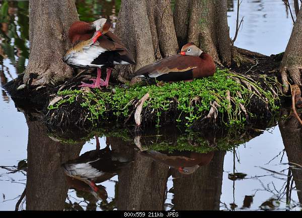 For JESUS Bible citations    Մեջբերումներ Աստվածաշնչից-a-pair-of-whistling-ducks-enjoy-the-afternoon.jpg