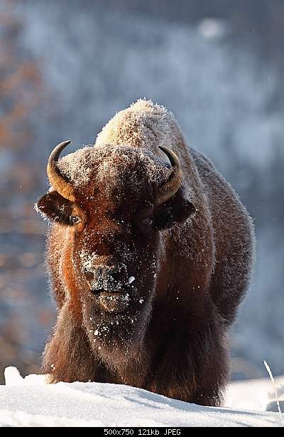 Beautiful photos from around the world.....-monday-march-1-2010-yellowstone-national-park-wy.jpg