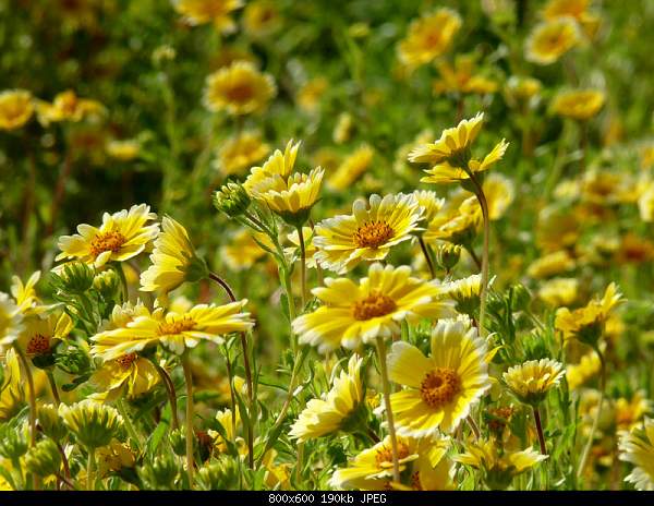 Beautiful photos from around the world.....-oakhurst-daisies.jpg