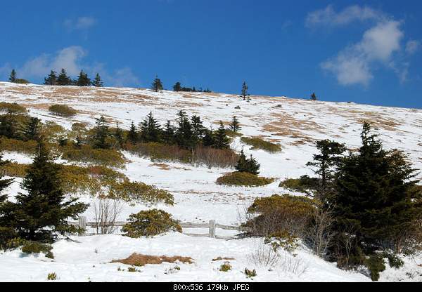 Click image for larger version

Name:	Roan Mountain, NC.jpg‎
Views:	58
Size:	179.2 KB
ID:	14927
