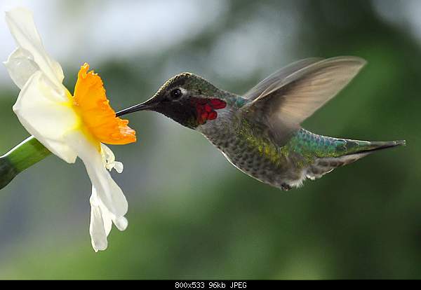 Beautiful photos from around the world.....-bird.jpg