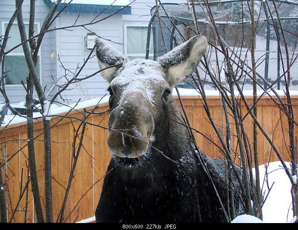 Beautiful photos from around the world.....-moose.jpg