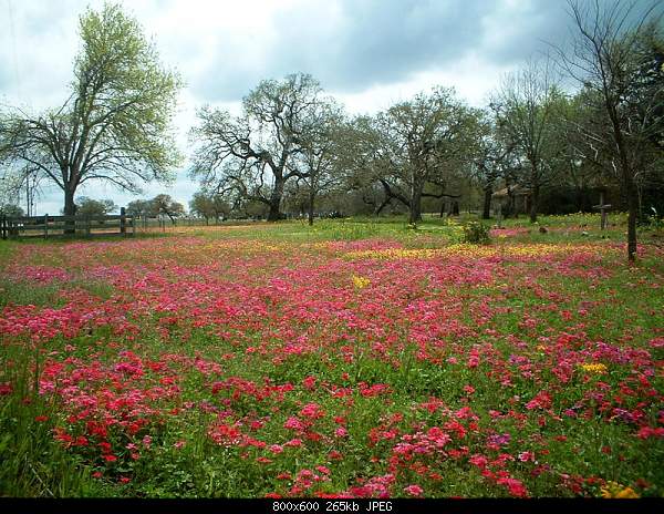 For JESUS Bible citations    Մեջբերումներ Աստվածաշնչից-monday-march-15-2010-seguin-tx-.jpg