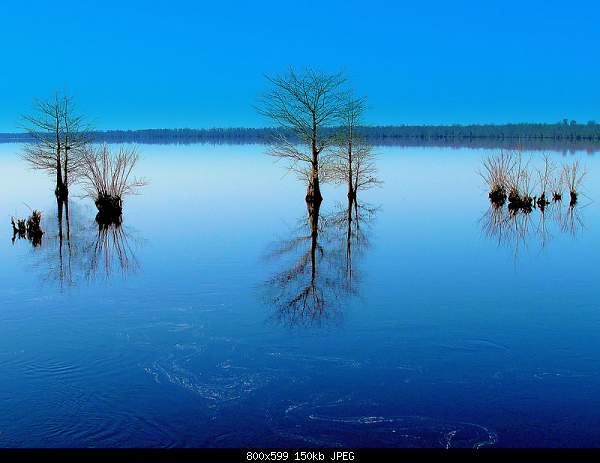 Beautiful photos from around the world.....-cypress-trees-stand-in-lake-drummond-at-the-great-dismal-swamp-near-suffolk-va....jpg