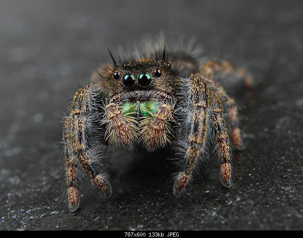 Beautiful photos from around the world.....-bold-jumping-spider.jpg