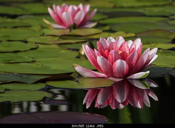 Beautiful photos from around the world.....-water-lilies-....jpg