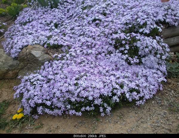 Beautiful photos from around the world.....-rock-flower.jpg