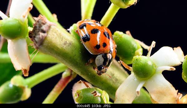 Beautiful photos from around the world.....-ladybug.jpg