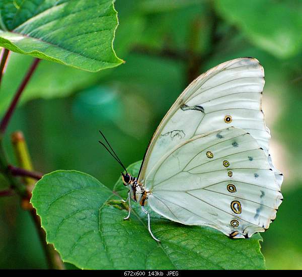 Beautiful photos from around the world.....-white-morpho-butterfly.jpg