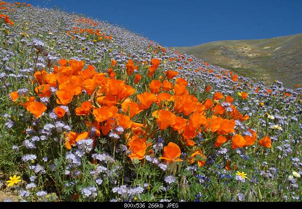 Beautiful photos from around the world.....-late-spring-rains-kept-the-wildflowers-near-gorman-california-blooming-a-little-longer-than-usu.jpg