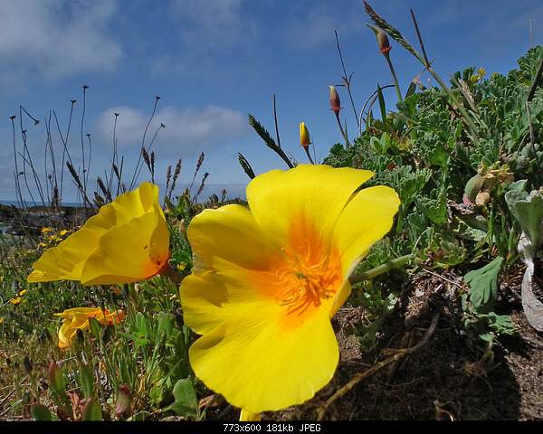 Beautiful photos from around the world.....-sunday-may-9-2010-fort-bragg-ca.jpg