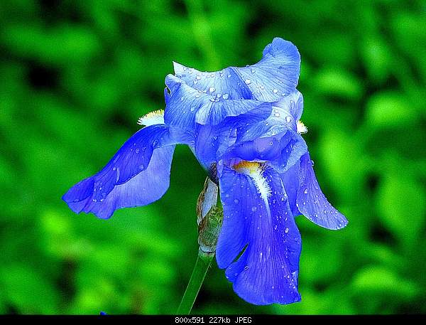 Click image for larger version

Name:	An Iris.jpg‎
Views:	86
Size:	227.4 KB
ID:	16313