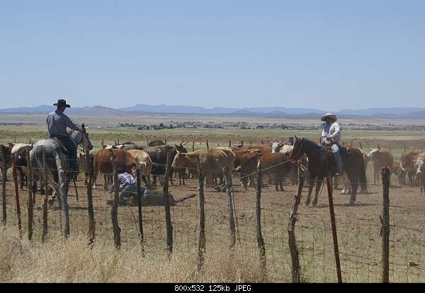 Beautiful photos from around the world.....-real-cowboys-at-work-prescott-az.jpg