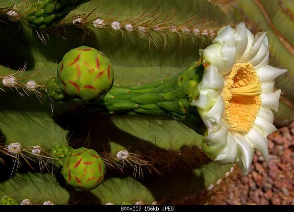 Beautiful photos from around the world.....-arizona-state-flower-saguaro.jpg