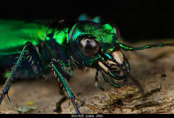 Beautiful photos from around the world.....-tiger-beetle.jpg