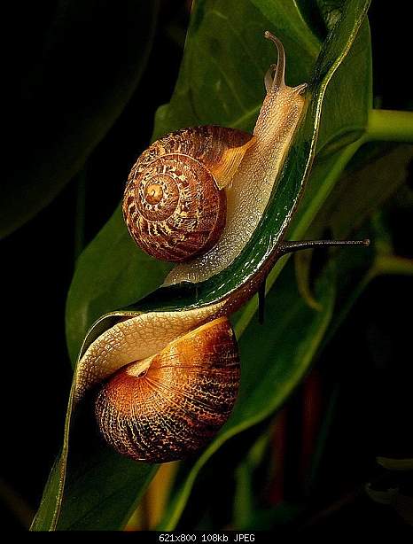 Beautiful photos from around the world.....-snail.jpg