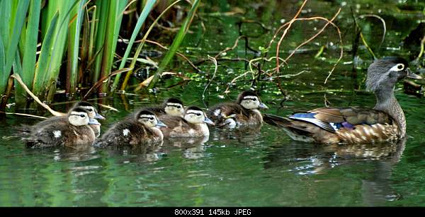 Beautiful photos from around the world.....-wood-duck-and-her-ducklings-obediently-trailing-behind..jpg