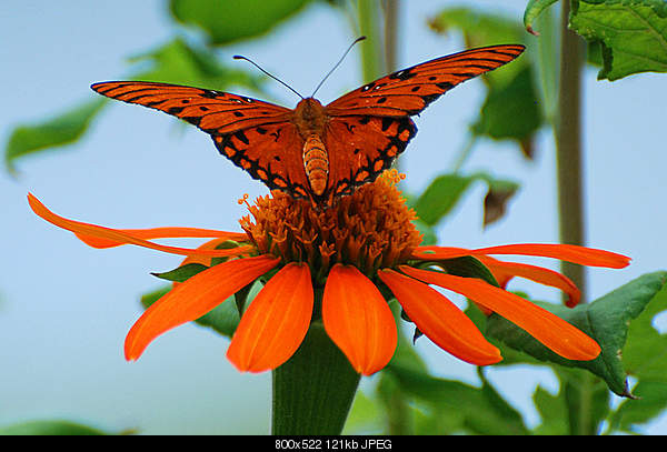 For JESUS Bible citations    Մեջբերումներ Աստվածաշնչից-gulf-fritillary-posing-on-a-mexican-sunflower..jpg