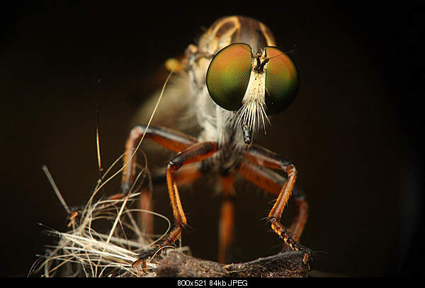 Beautiful photos from around the world.....-robber-fly-waiting-for-lunch.jpg