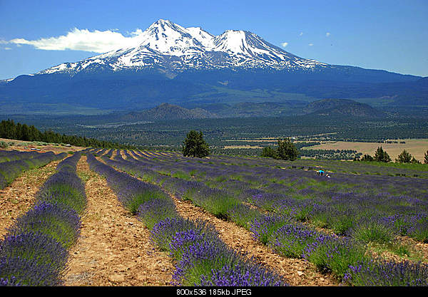 Beautiful photos from around the world.....-the-lavender-farm.jpg