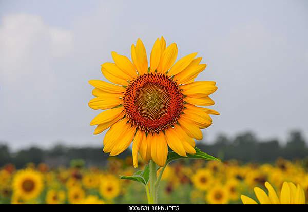 For JESUS Bible citations    Մեջբերումներ Աստվածաշնչից-sunflower-in-china-texas.jpg