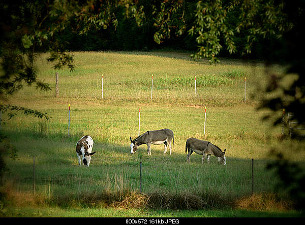 For JESUS Bible citations    Մեջբերումներ Աստվածաշնչից-tuesday-august-24-2010-donalds-scarolina....donkeys-in-meadow.jpg