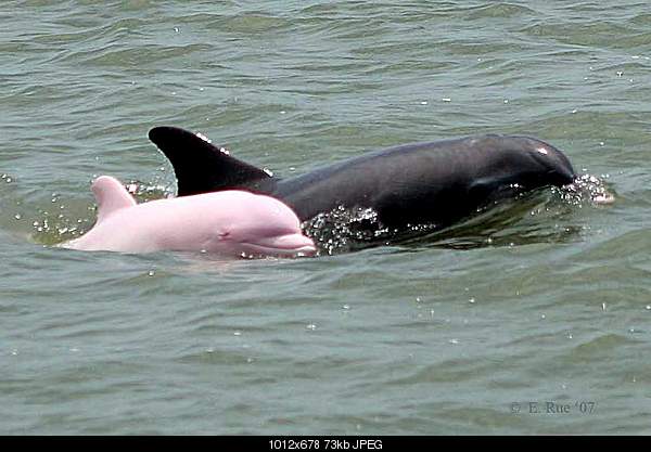  ...-pink-dolphin.jpg
