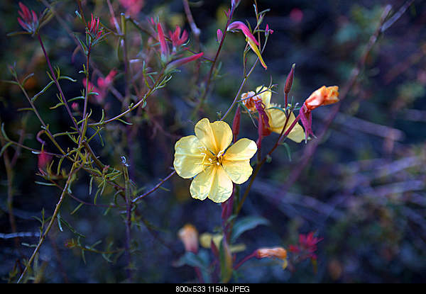 Beautiful photos from around the world.....-sunday-august-29-2010-bryce-canyon-n.p.-ut.jpg