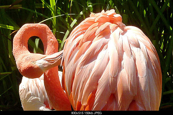 Beautiful photos from around the world.....-los-angeles-zoo-california.jpg